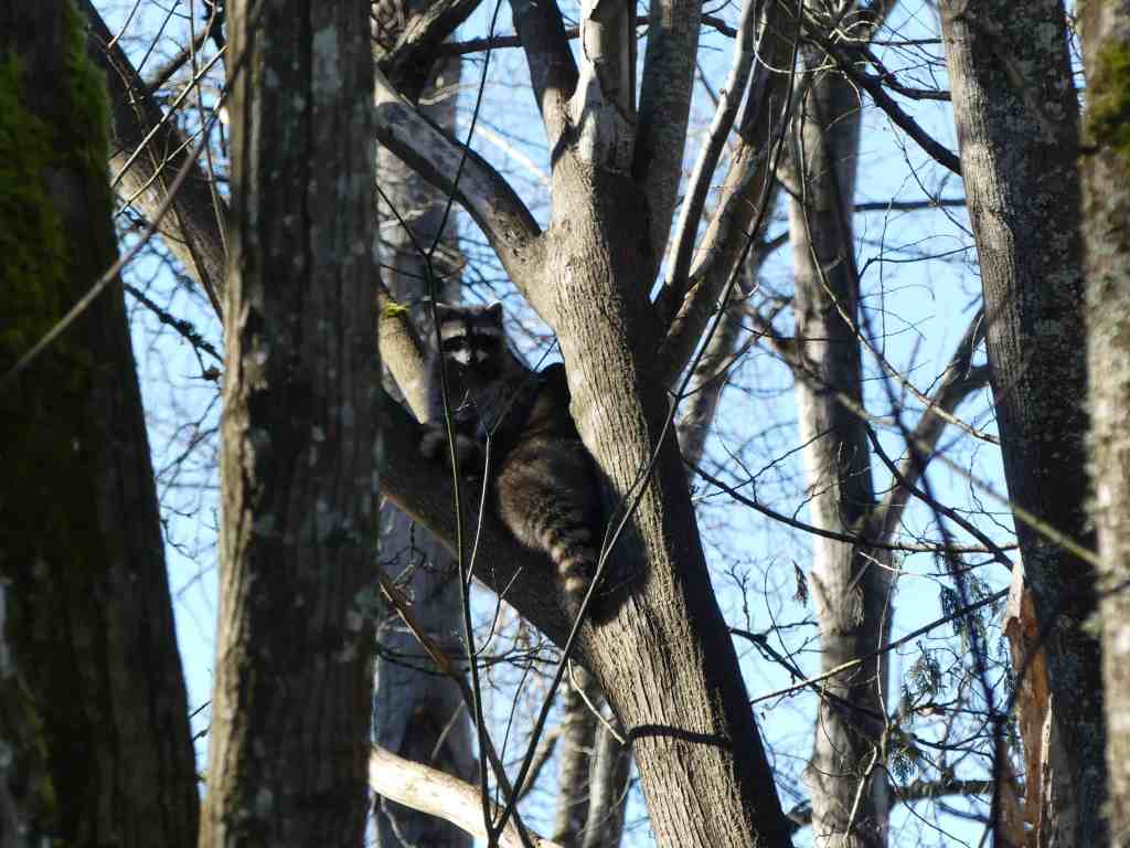 Fall Wildlife in Washington