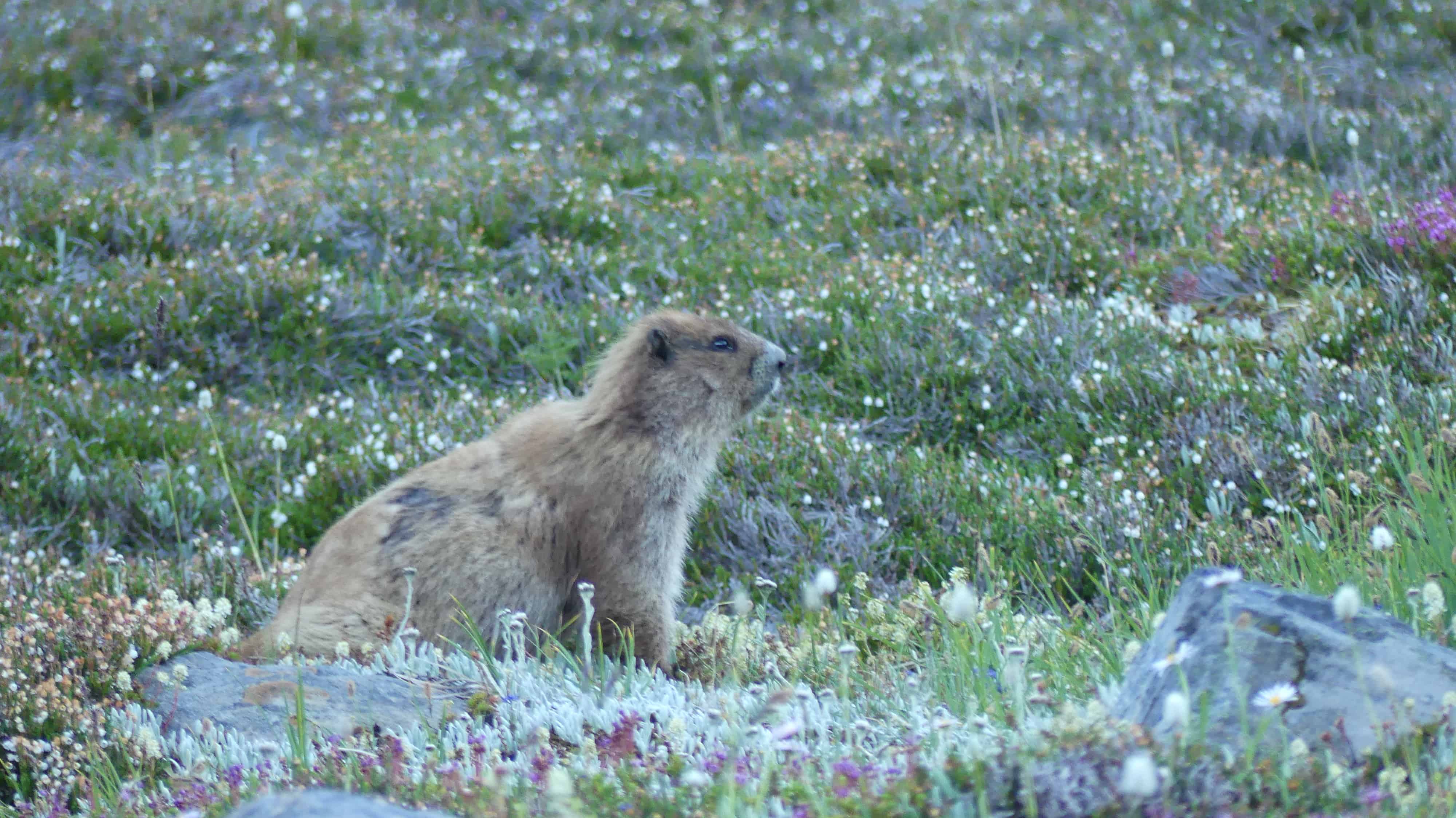 Fall Wildlife in Washington: Where to Go & What to See