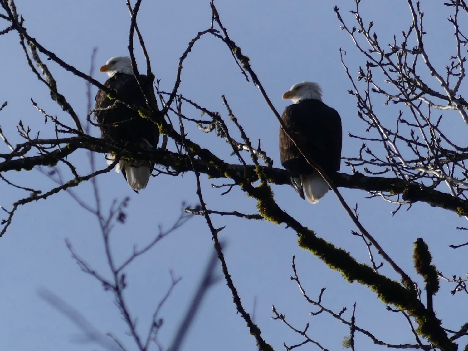 Eagles in winter