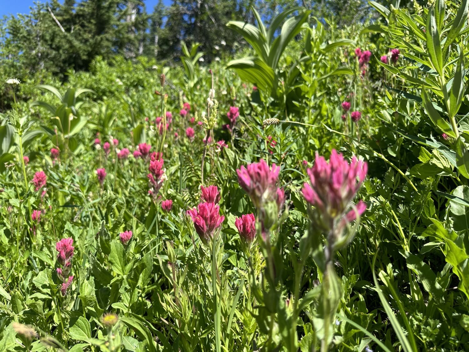 snowshoeing trails in washington